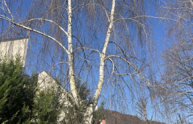 Abattage d'arbre