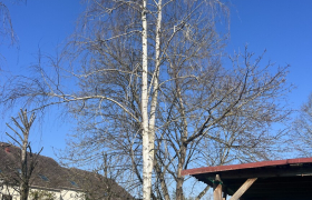 Abattage d'arbre
