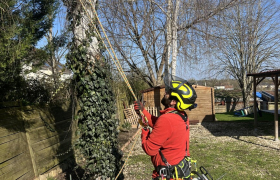 Abattage d'arbre