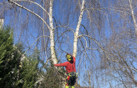 Abattage d'arbre