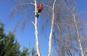 Abattage d'arbre