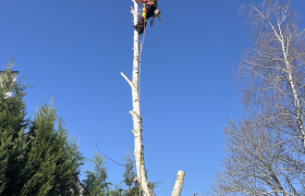 Abattage d'arbre