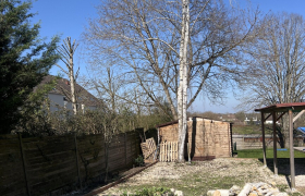 Abattage d'arbre