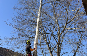 Abattage d'arbre
