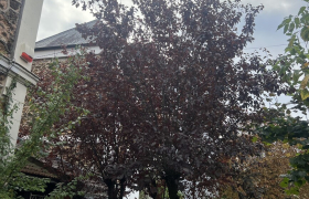 Elagueur Aulnay-sous-Bois