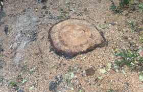 Dessouchage Fontenay-sous-Bois