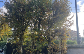 Elagueur Neuilly-Plaisance